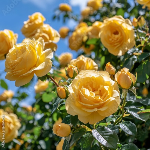 yellow roses blooming and lush leaves