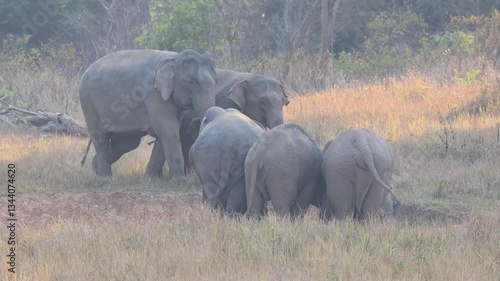 Asian Wild Elephants walking through the grasslands on Khao Yai National Park, Thailand. 