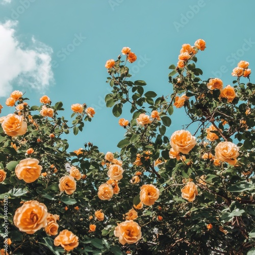 yellow roses blooming and lush leaves
