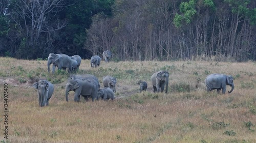 Asian Wild Elephants walking through the grasslands on Khao Yai National Park, Thailand. 