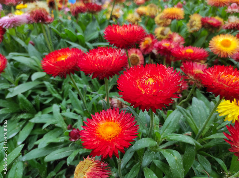 Xerochrysum bracteatum, commonly known as the golden everlasting or strawflower	