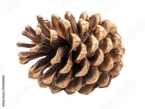 Wallpaper Mural Pine cone brown scales, PNG file isolated on transparent background ,cut out, clipping path, close up, high quality
 Torontodigital.ca