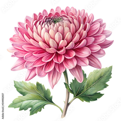 water color pink dahlia flower  isolated on transparent background