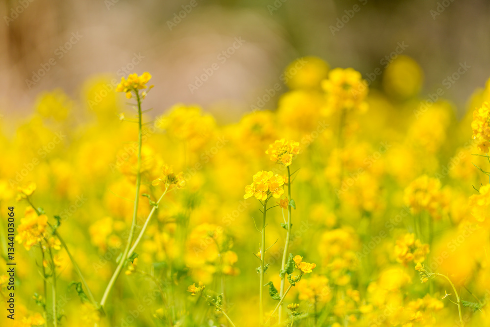 春の陽射しを浴びた菜の花畑
Canola Flowers Blooming Under the Spring Sunlight 春の陽射しを浴びた菜の花畑
Canola Flowers Blooming Under the Spring Sunlight
