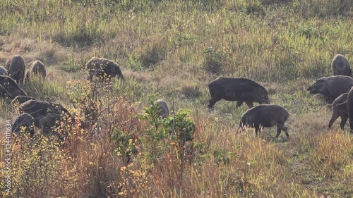 A herd of Common Wild Pigs is grazing in the middle of a field in the mountains.