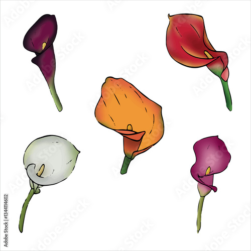 Hand-drawn illustration. Colorful set of vector calla lilies