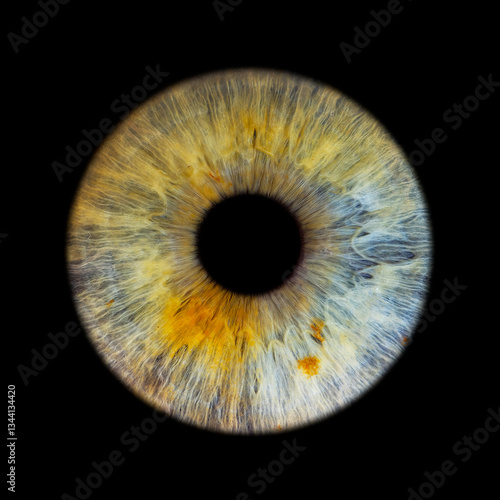 iris augenfoto persönlich makroaufnahme