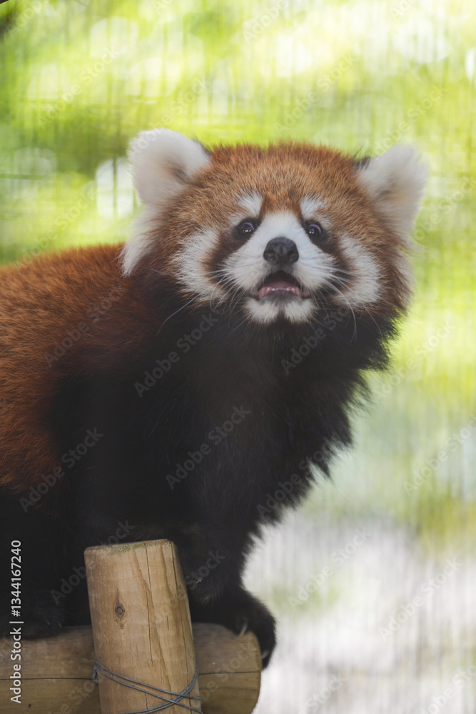 Fototapeta premium red panda cub