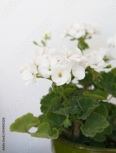 White  Geranium Zonal, garden geranium, Pelargonium hortorum, ornamental and medicinal plant