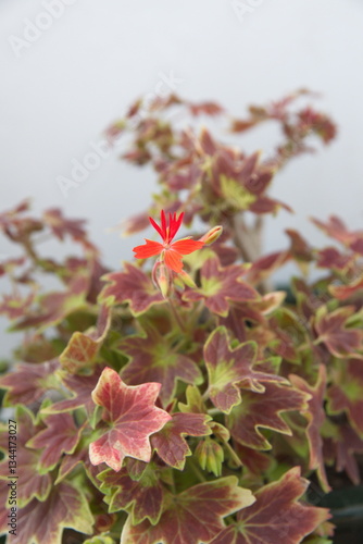 Stellar pelargonium with red flowers