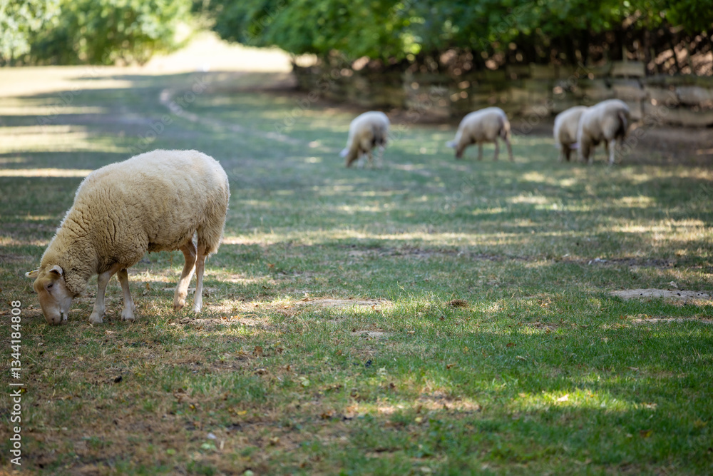 Sheep grazing peacefully on green grass in a serene countryside setting during the warm afternoon sunlight Sheep grazing peacefully on green grass in a serene countryside setting during the warm afternoon sunlight