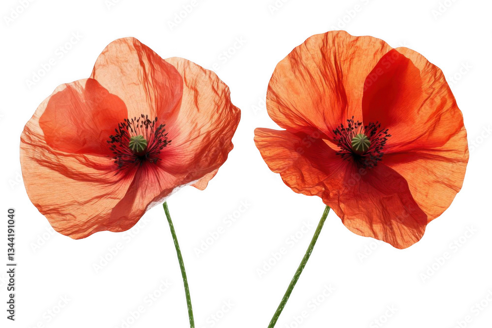 Obraz premium Capture Two Red Flowers on Black Background With Concept Flower Aesthetic