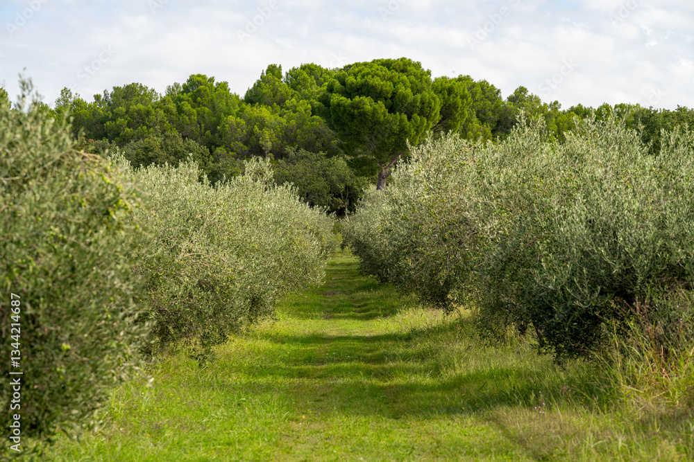 Obraz premium olive trees with green olives