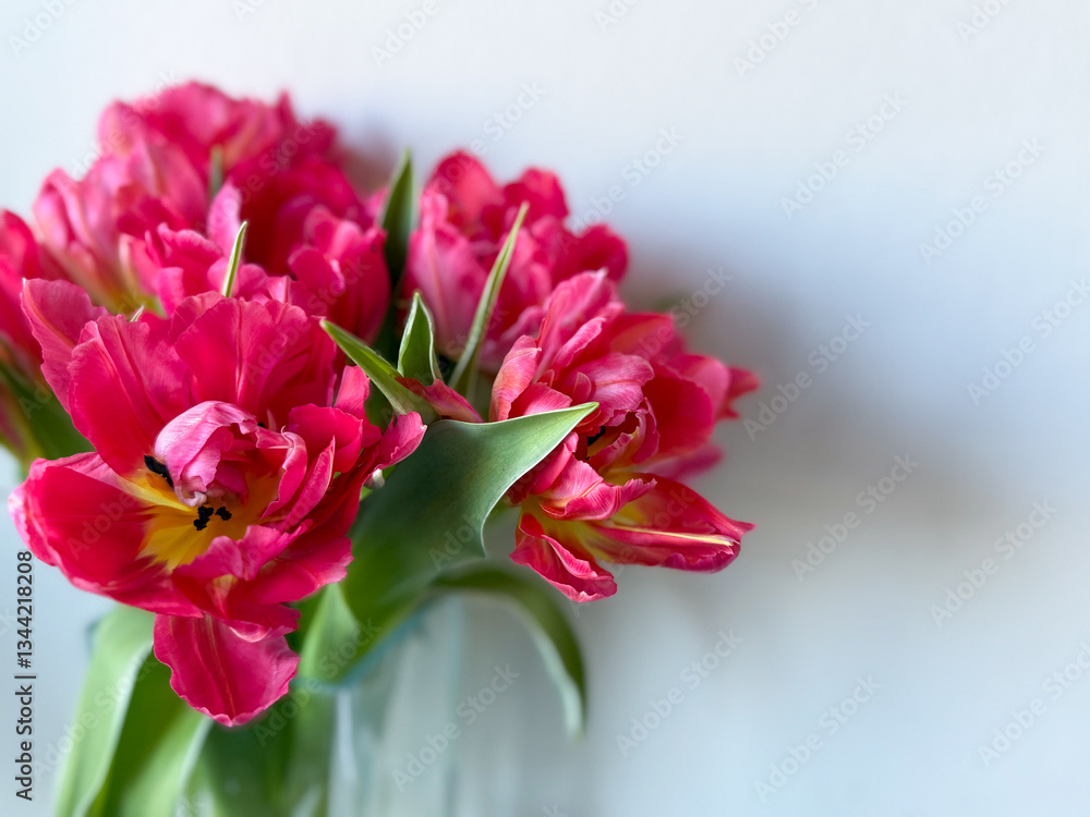 Fototapeta premium Beautiful bouquet of vibrant pink parrot tulips spring flowers on white close up, floral wallpaper background with spring tulips 