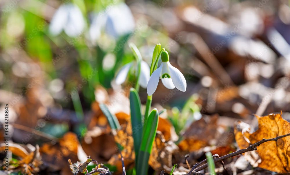 snowdrops first spring flowers
