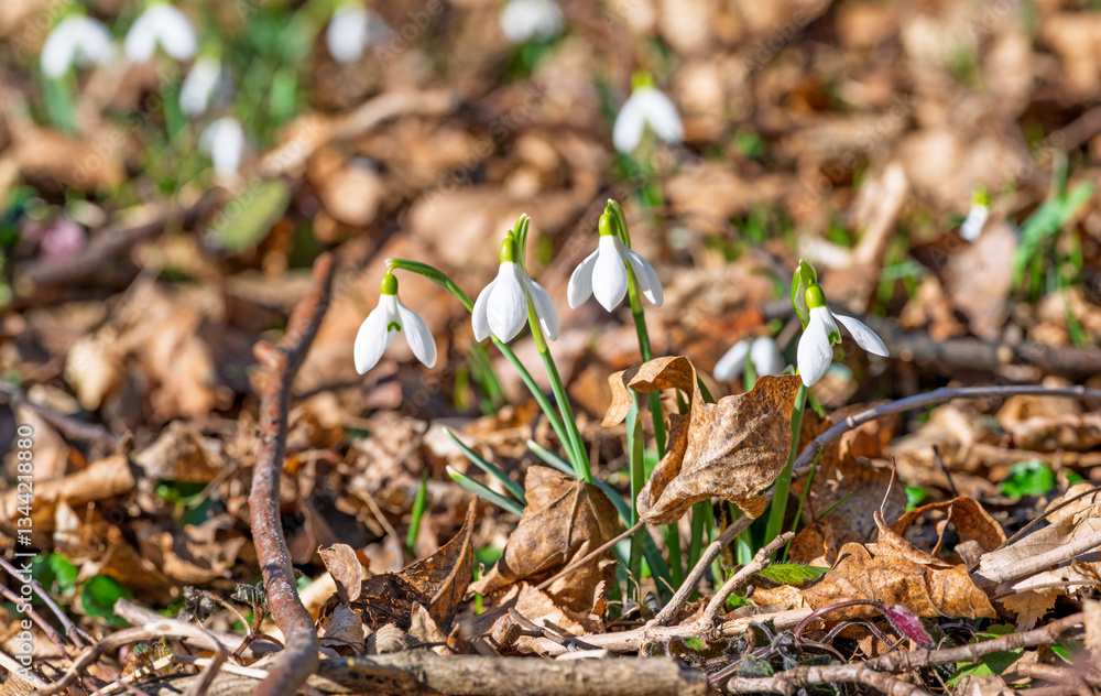 snowdrops first spring flowers