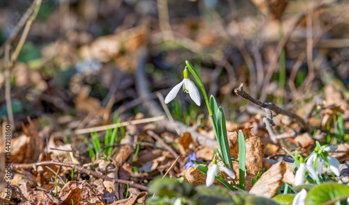 Obraz na płótnie snowdrops first spring flowers w salonie