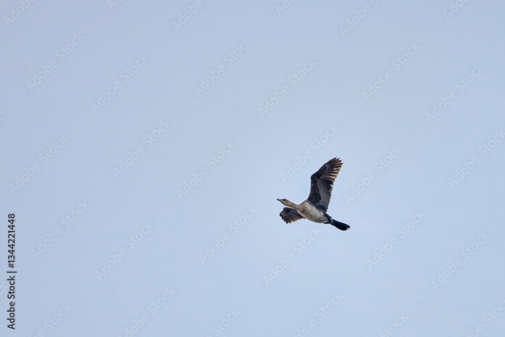Obraz premium cormorant flying in the sky on a cloudy day