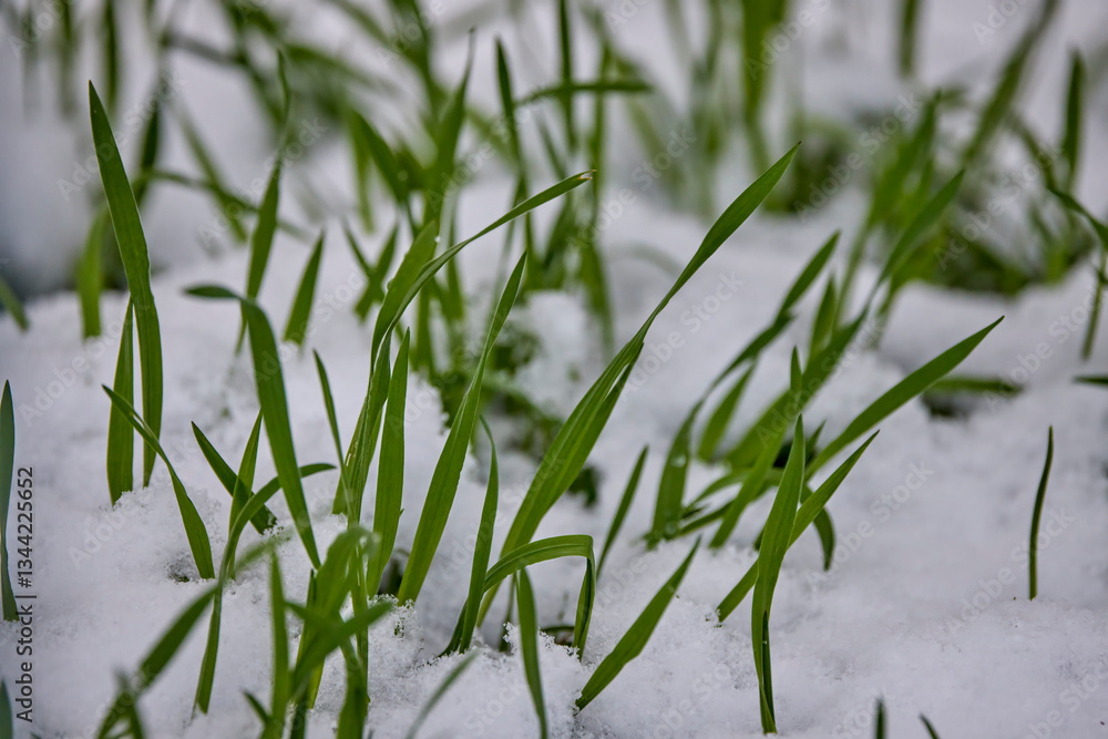 Obraz premium green grass emerging from the snow