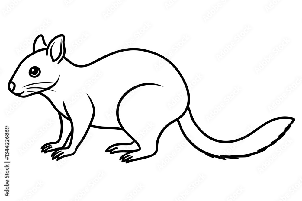 Fototapeta premium Elegant Quoll Linework
