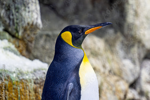 Obraz na płótnie king penguins w salonie