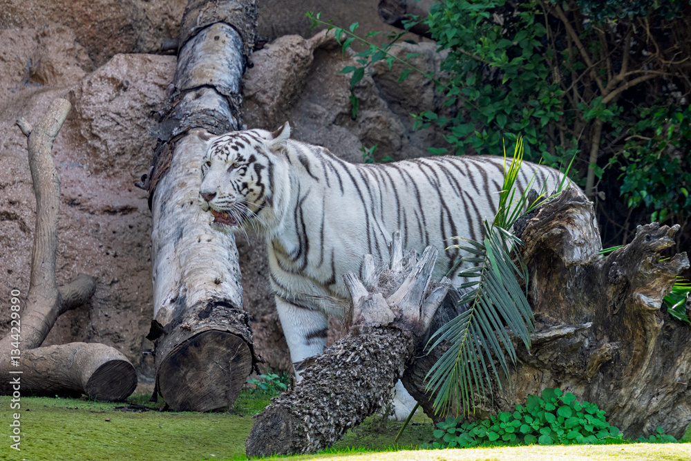 white tiger