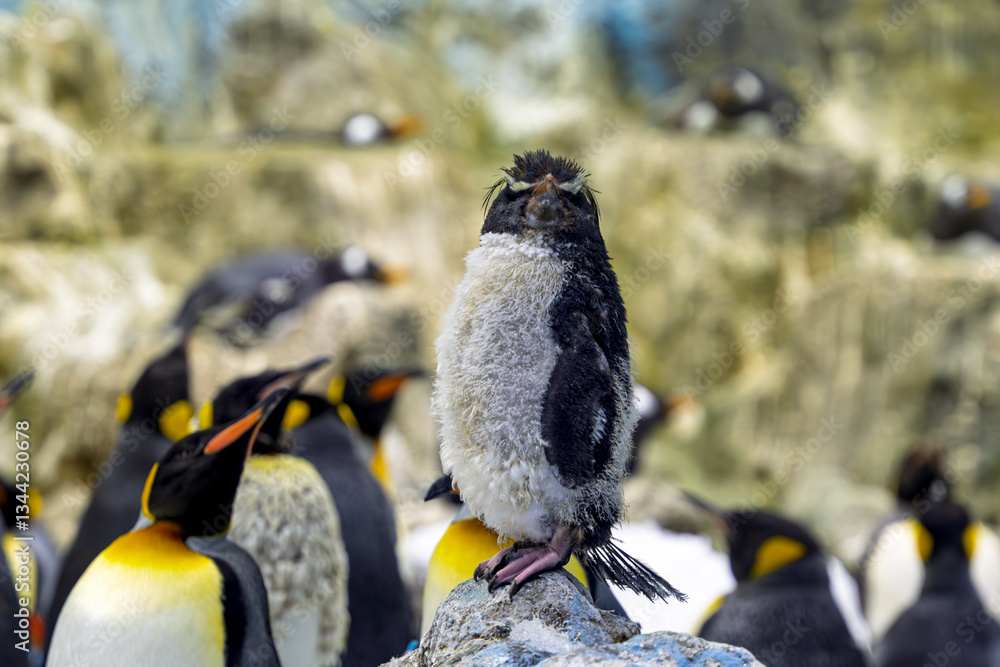 penguins at the zoo