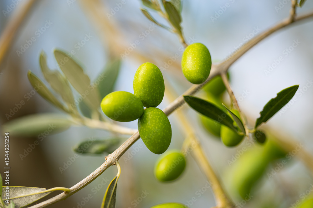 olive trees with green olives