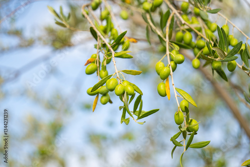 olive trees with green olives