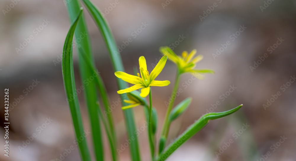 the first spring flowers