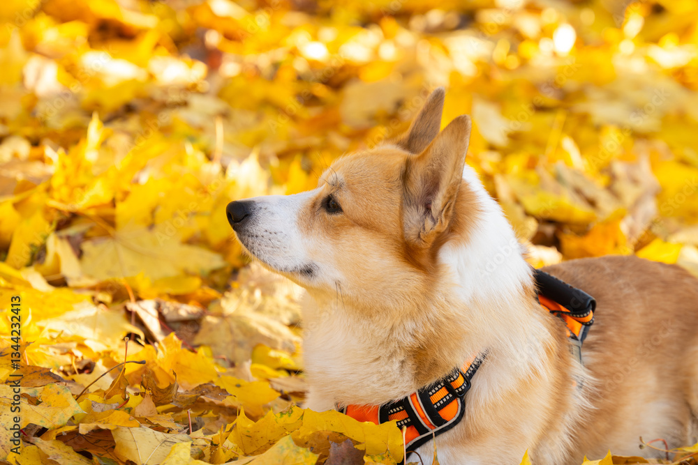 Corgi Pembroke in Autumn Park