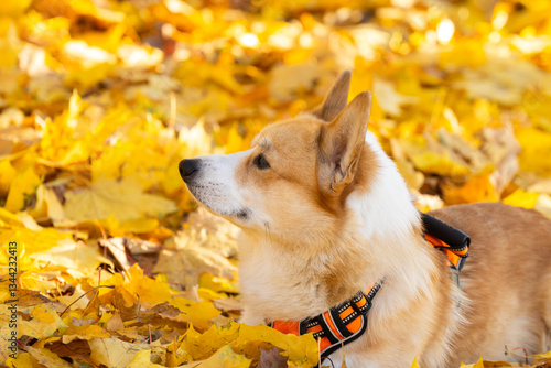 Obraz na płótnie Corgi Pembroke in Autumn Park w salonie