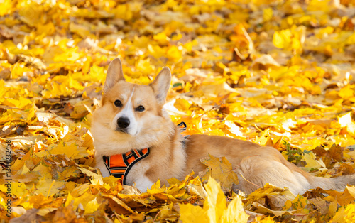  Corgi Pembroke in Autumn Park