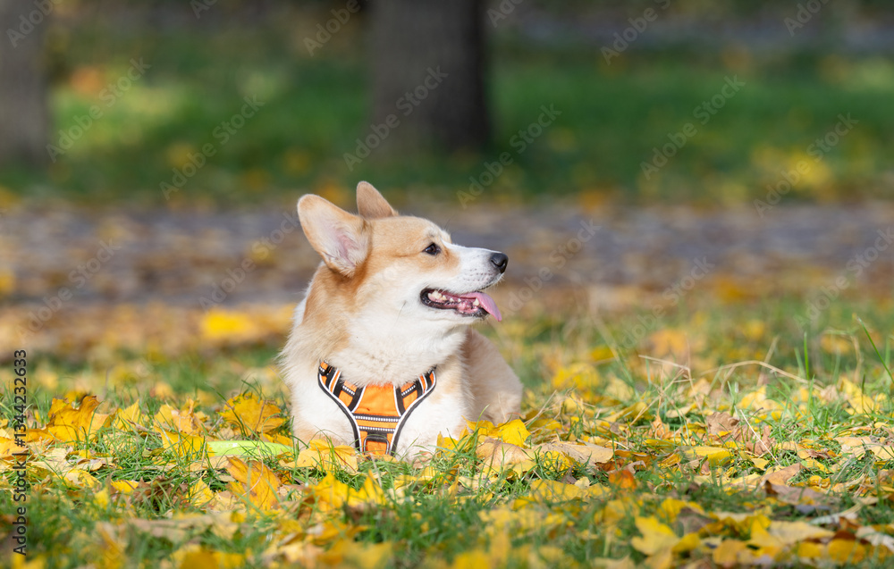Corgi Pembroke in Autumn Park