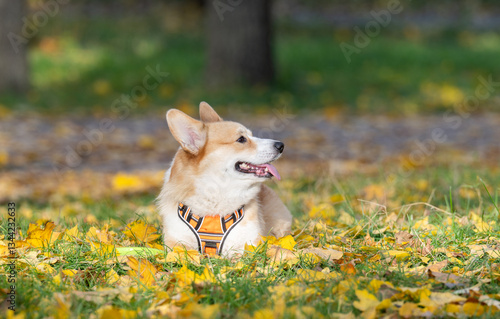 Obraz na płótnie Corgi Pembroke in Autumn Park w salonie