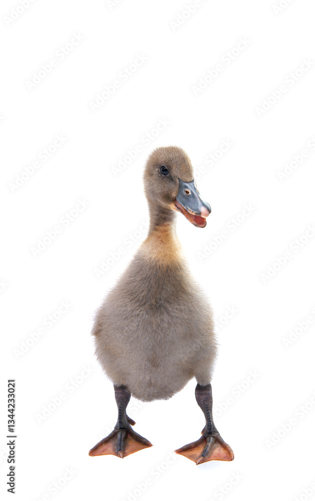 gosling isolated