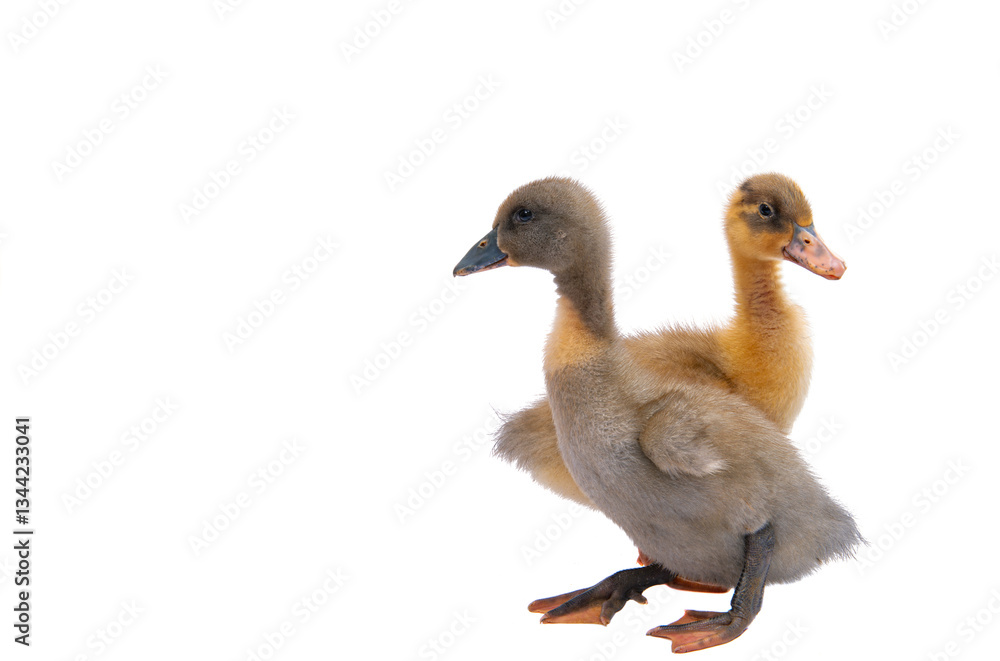 gosling isolated gosling isolated