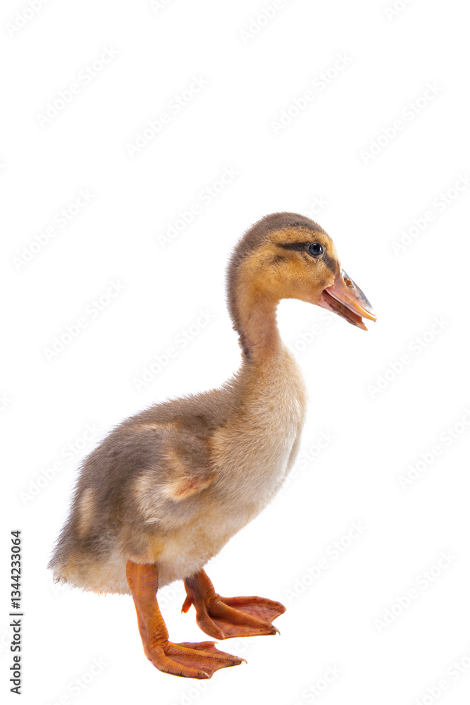 gosling isolated