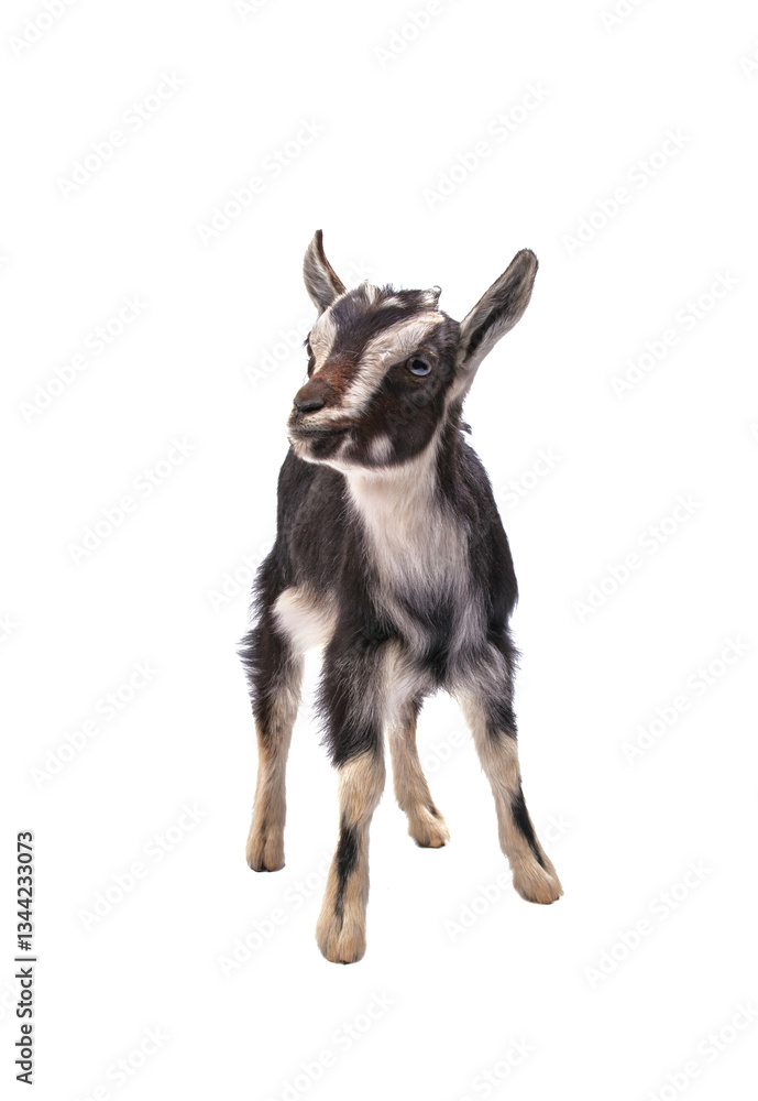 black little goat isolated