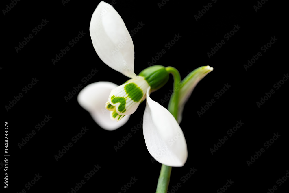 Fototapeta premium snowdrop isolated