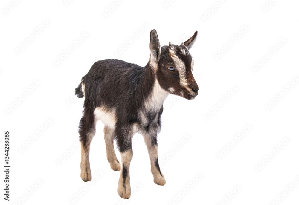 black little goat isolated