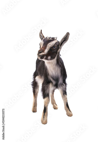 Obraz na płótnie black little goat isolated w salonie