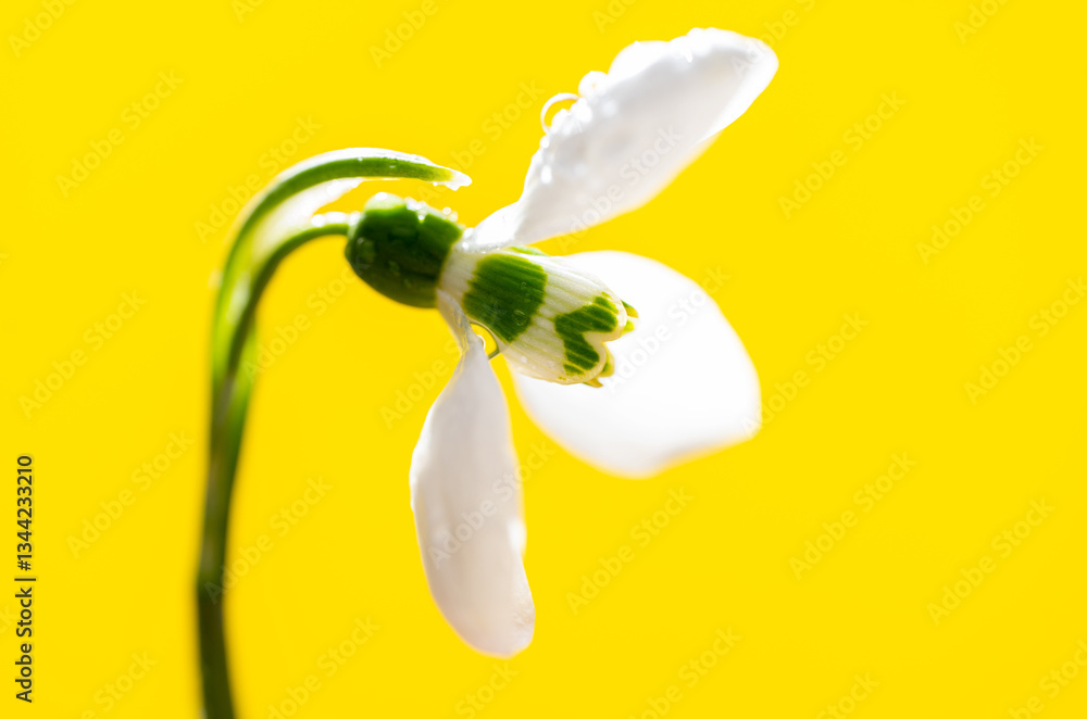 snowdrop