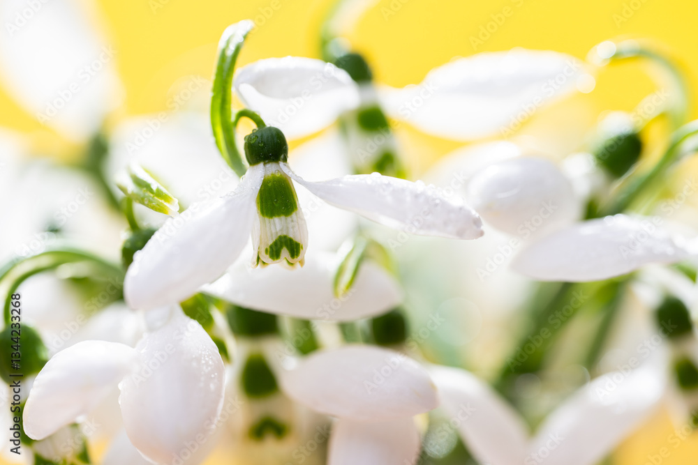 snowdrops close-up