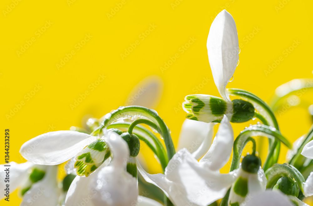 snowdrop