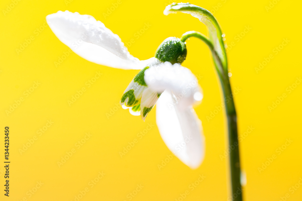snowdrop