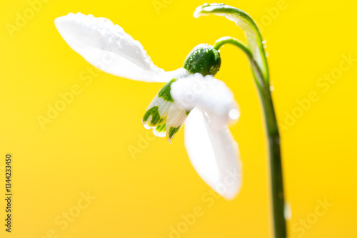 Obraz na płótnie snowdrop w salonie