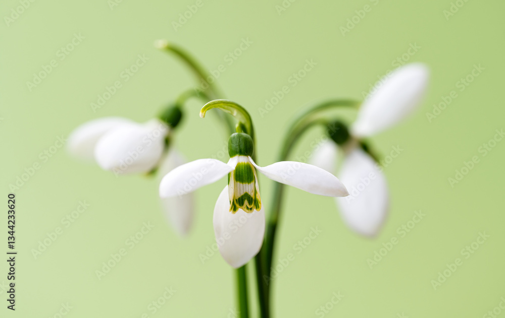 snowdrops close-up