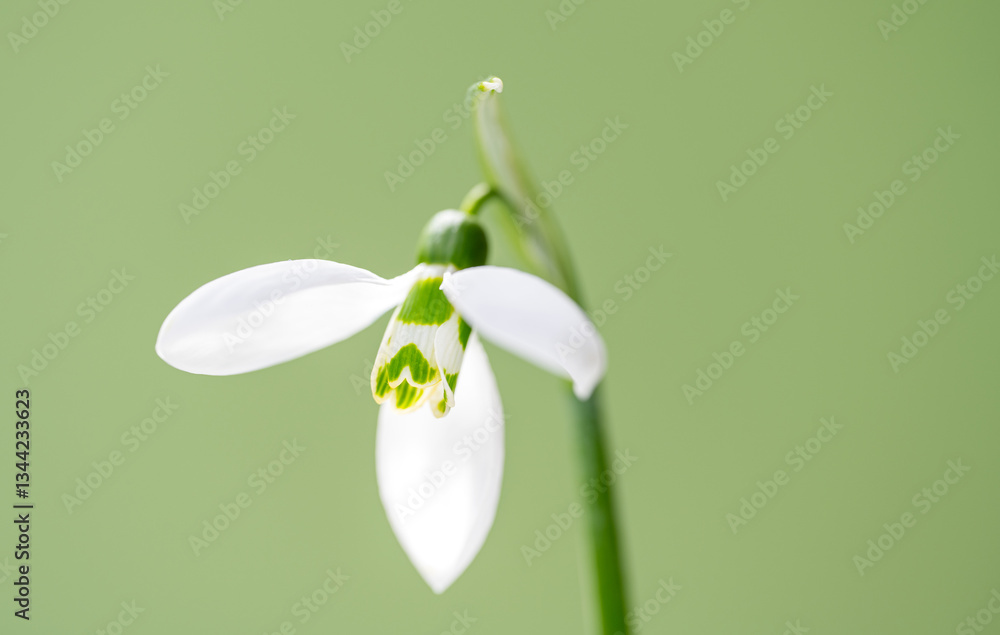 snowdrops close-up