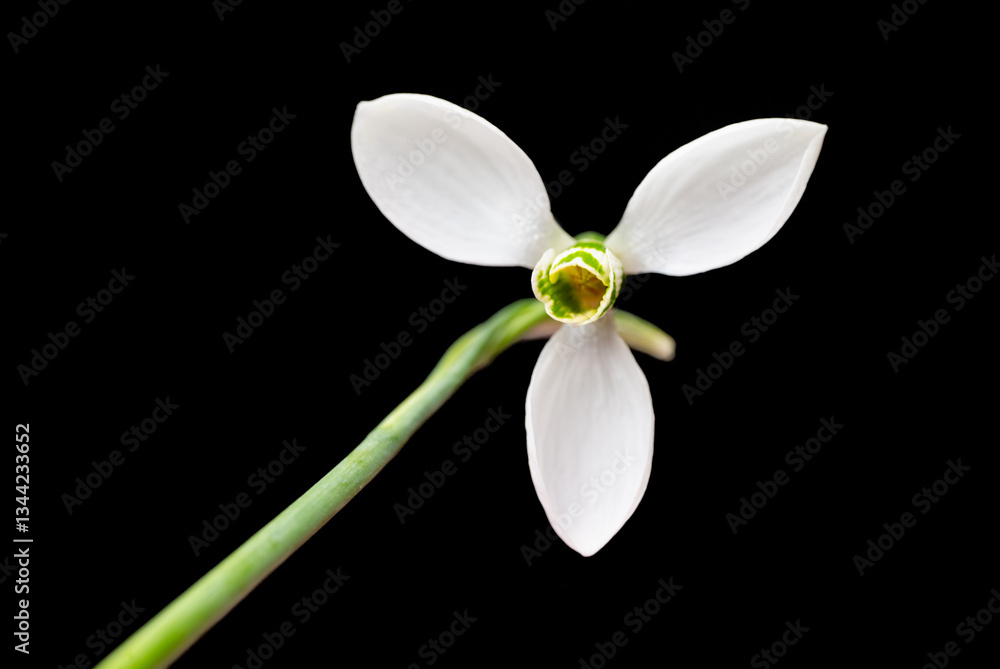 snowdrops close-up